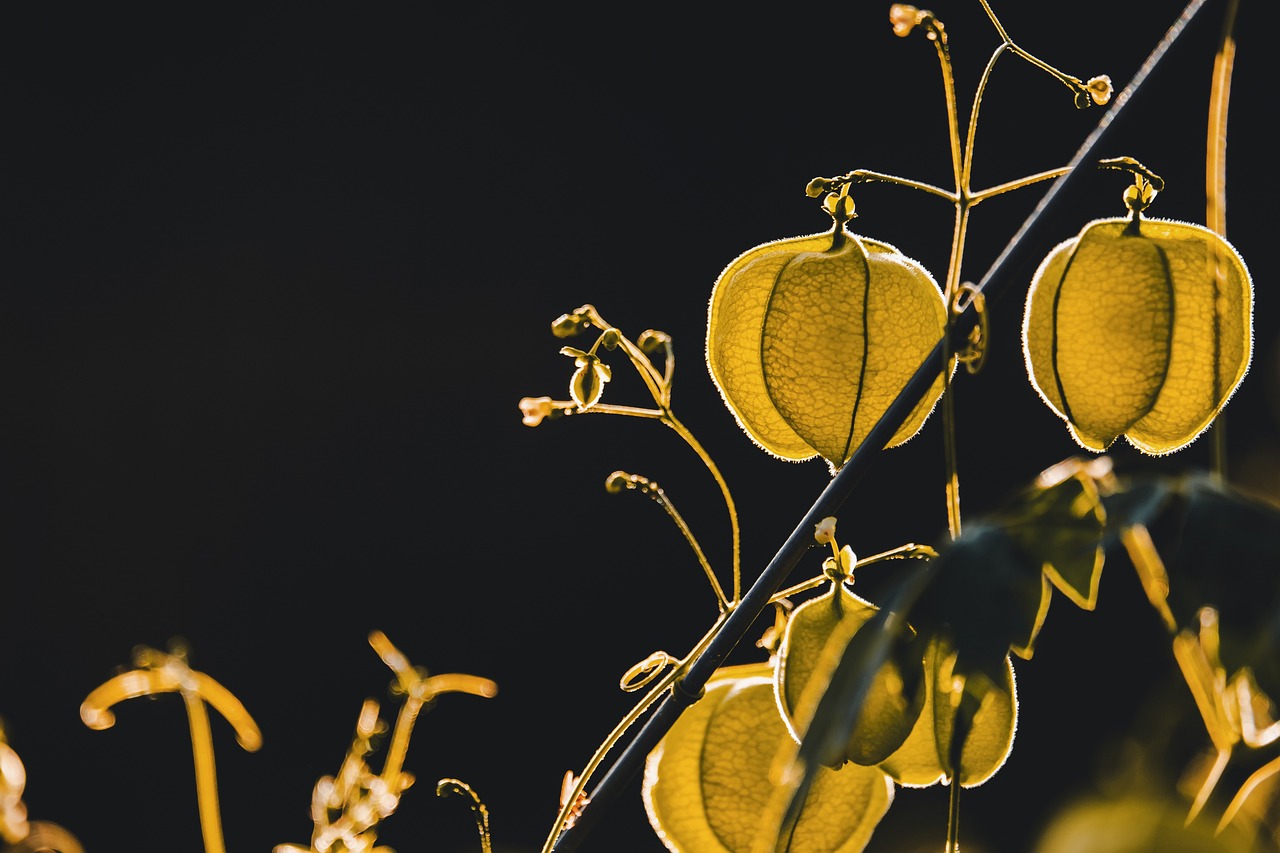 The Influence of Ancient Chinese Philosophy on Modern Thought